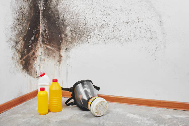 Mold Remediation for Rental Properties in Milroy, PA